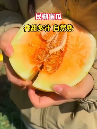 1 沙漠黄金蜜瓜大丰收了!13.7就给咱们发10斤