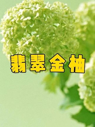 一定要吃的水果~比普通柚子好吃太多太多!!!#翡翠柚 #泰国柚子 #新鲜应季水果 #好甜好甜