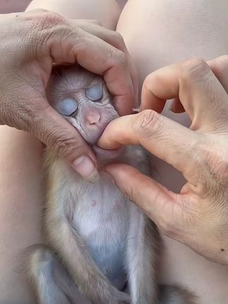 小猴子不想把种子吐出来 #可爱的小猴子 #萌猴 #萌宠成长记 #萌宠日常记录 #自然万物都是宝物