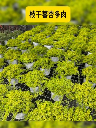 枝干番杏,多肉里的爆花机器。花朵漂亮,叶片美观。皮实好养,耐热耐寒。夏季可适当遮阴 #爱生活爱养花 #花卉绿植 #多肉植物 #好看的花一定要分享给你 #养花小知识 枝干蕃杏 (春季开花)爆花机器生机勃勃的多肉植物家居装饰