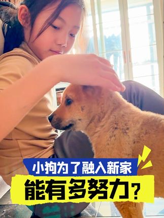 一只小狗为了融入新家有多努力? #中华田园犬 #养狗的乐趣 #狗狗的心思都写在脸上了 #万物可爱计划