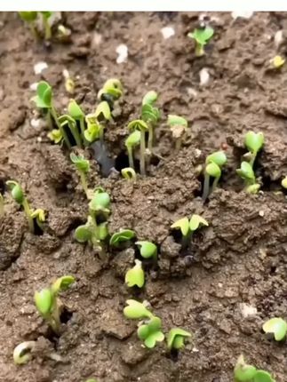 兆如丰壤沃莱地上地下害虫撒施颗粒剂升级版瓜果蔬菜通用杀虫剂#蔬菜杀虫剂 #果蔬杀虫剂 #蔬菜杀虫神器 #蔬菜通用杀虫剂 #瓜果杀虫剂