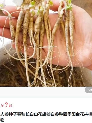 #人参 营养 价值高,家里有阳台小院空花盆可以种植一些#优质农产品#农业种植 #阳台种植 #人参种子