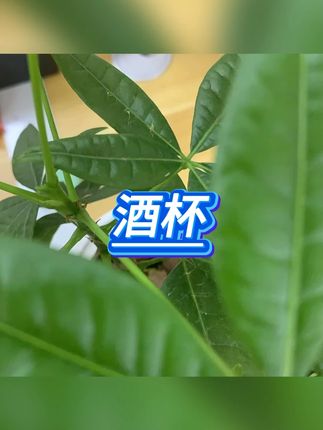 啤酒杯 #杯子 #创意酒杯 #啤酒杯 #烧烤装备 #畅饮