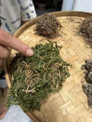玲珑芼+叶下珠+茵陈+垂盆草、知道可以干嘛用的吗? #植物科普  #潮汕人  #潮汕话  #你见过这种植物吗  #三农