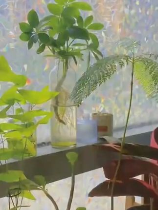 磨砂透光不透明卫生间防走光防隐私窗花纸彩虹膜防窥窗户玻璃贴纸 #玻璃贴纸 #玻璃贴纸分享 #玻璃贴纸推荐 #贴纸 #贴纸分享