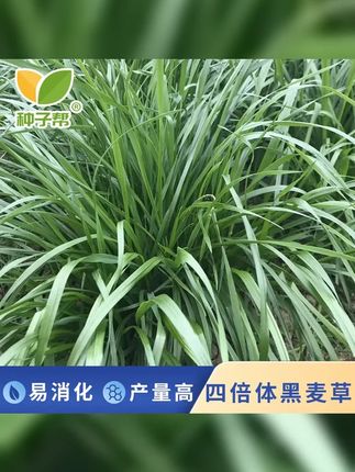 特高四倍体黑麦草种子秋播种植高产宽叶品质柔嫩多汁南方生长牧草 #黑麦草 #四倍体黑麦草 #牧草种植 #黑麦草种子 #牧草种子