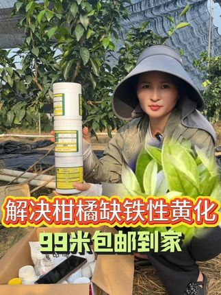 解决缺铁性黄化,一瓶兑水6000斤 #柑橘种植 #柑橘 #果园管理