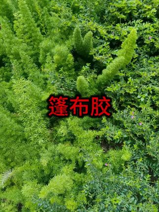 #篷布修补胶 #防水胶 #PVC修补