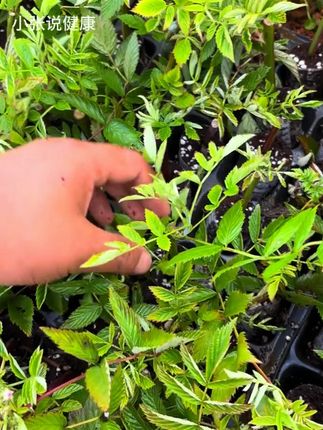 好吃的黑树莓,在家就能自己种植,容易管理。阳台小院都可以种 #黑莓 #树莓 #优质农产品 #阳台小院均可种植