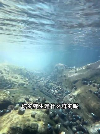 你知道一颗田螺的一生吗?带你沉浸式了解一下 #田螺 #螺蛳 #田螺养殖 #农村美食
