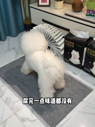 几天不会换也不会臭,还能教会狗狗定点上厕所 #萌宠好物 #狗狗尿垫 #新手养狗