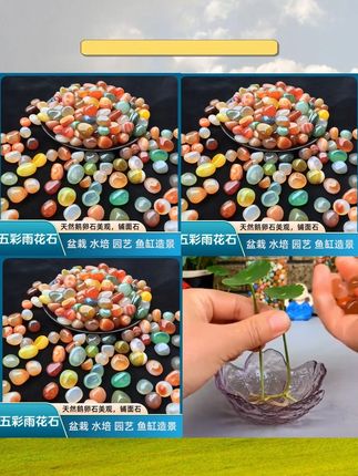 #水培植物 #绿植盆栽 #雨花石 鹅暖石 #养花小知识