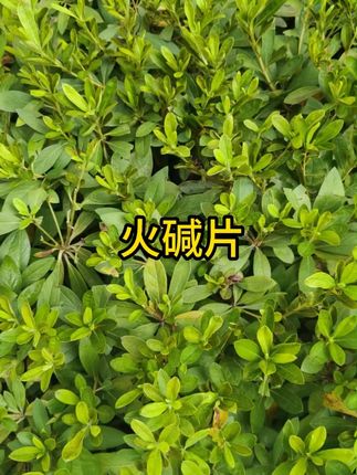 #火碱 #清洁剂 #火碱片