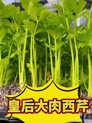 秋天该种芹菜了,皇后西芹苗给大家培育好了,喜欢的家人们种起来吧 #抖音助农 #三农 #农业 #支持三农扶持三农发展 #新农人计划2023