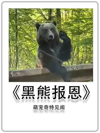 黑熊报恩 #黑熊 #万物皆有灵性 #神奇动物在抖音