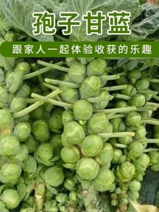 孢子甘蓝
