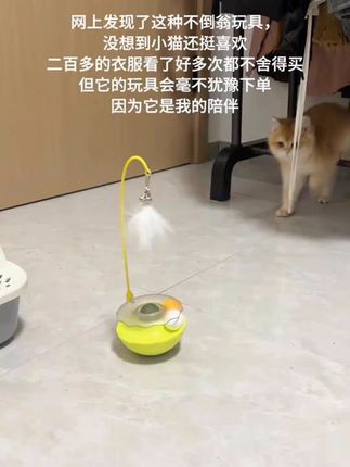网上很火的不倒翁玩具,买回来没想到小猫真的很喜欢,叼着就跑 ,小短腿跑得比兔子还快 #我镜头下的小猫 #养猫新手 #萌宠好物 #猫玩具 #逗猫神器