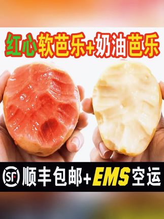 【放软再吃】正宗广西红心芭乐新鲜水果奶油芭乐白心芭乐红心番石榴#新鲜水果 #红心芭乐 #广西特产 #水果推荐 #美味水果