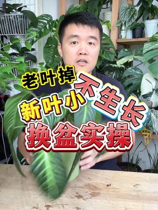 植物出现新叶小,生长缓慢,考虑换盆 #种植小技巧 #花卉绿植 #室内盆栽 #园艺生活 #养花实用小配方