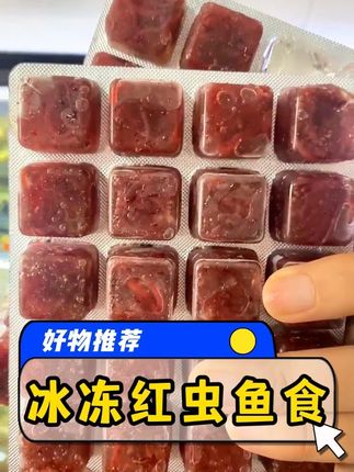 冻红虫喂鱼儿,开个荤!鱼儿像收到信号一样哄抢#鱼粮 #龟粮 #养鱼 #水族 #好物推荐