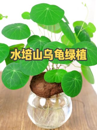 #山乌龟 给点水就能生根长叶,圆圆的叶子像一串串的铜钱,古有千金不换之称。#水培植物 #花卉绿植 #室内盆栽