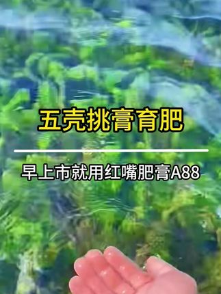 4壳蜕完后一定要注重肥水提高螃蟹体质增强翻倍率脱壳率 #螃蟹养殖 #水产养殖 #肥水培藻 #大闸蟹养殖