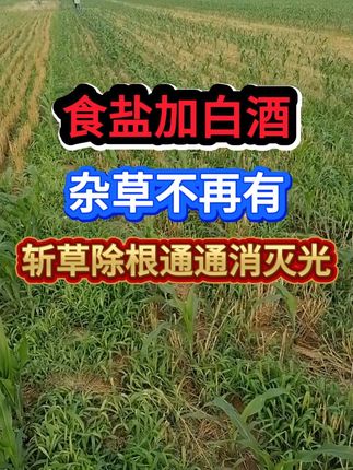 农业种植技术研究员-庄老师