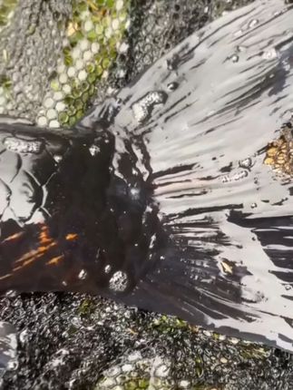 在钓鱼界突然出现这样的一款饵料  #钓鱼技巧  #钓鲤鱼  #饵料