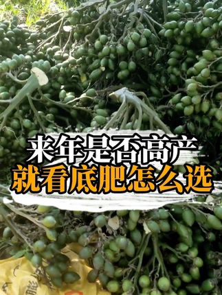来年是否高产,就看底肥怎么选#槟榔 #三农 #槟榔种植 #施肥 #底肥