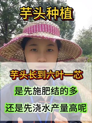 芋头长到六叶一芯,是先施肥结的多,还是先浇水产量高呢? #芋头 #芋头种植 #芋头管理 #芋头施肥 #芋头浇水