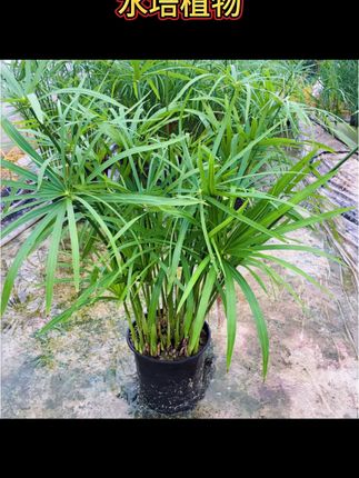 水生水培植物龟水竹盆栽水棕竹鱼缸水池塘旱伞草风车草苗四季常青 #水竹 #花卉绿植 #水培植物 #水竹盆栽 #风车竹