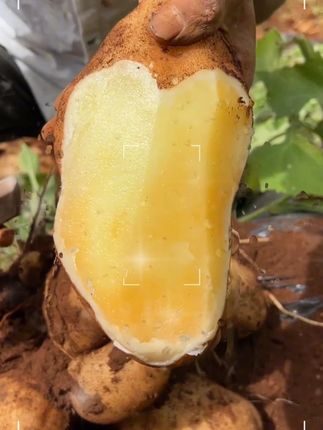 就这个云南的天山雪莲果,也太好吃了,既有水果的清甜,又有蔬菜的清爽,一口下去脆甜脆甜的,一定要尝尝#雪莲果  #大人小孩都爱吃  #天山雪莲果  #现摘现发新鲜到家