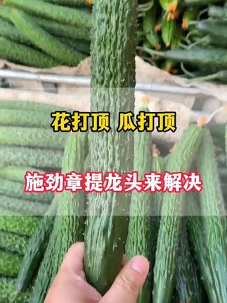 花打顶个打顶,施劲章提龙头来解决 #黄瓜 #黄瓜种植 #黄瓜种植技术