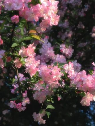 #凯特芒果#攀枝花芒果#现摘现发#新鲜应季水果