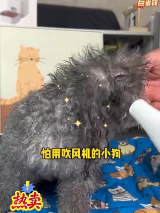 毛孩子吹风拉毛太乖了!给狗狗吹风拉毛好用的工具很关键!干得快拉的直,省时又省力!#萌宠好物 #新手养狗 #超便宜超划算 #萌宠出道计划 #萌宠日常记录 @DOU+小助手 @DOU+好生意