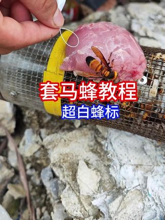 寻找野生马蜂包 #三农 #马蜂 #蜂标 这蜂标非常好用。