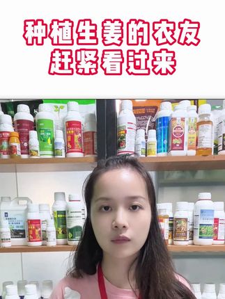 种植生姜的喷药注意啦! #生姜种植 #生姜高产 #生姜病害 #姜瘟病 #沃柯易