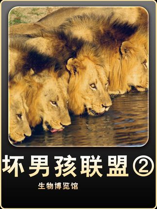 坏男孩联盟2 一代传奇坏男孩联盟,最终还是由于人类的干预走向灭亡,至此落下帷幕。#动物世界 #坏男孩联盟 #动物解说