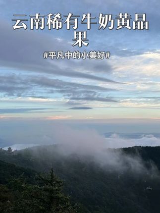 云南特产黄晶果,吃起来真就跟吃燕窝一样! #云南特产水果  #黄晶果果 #牛奶果果 #新鲜水果果
