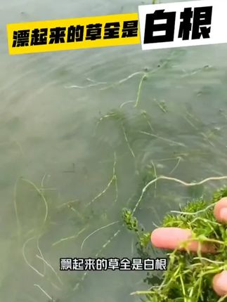 漂起来的草金是白根