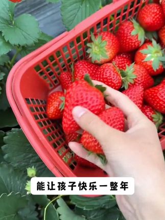 又该种草莓了,你的种子都准备好了吗#奶油草莓种子 #草莓种植 #阳台小院均可种植 #盆栽草莓