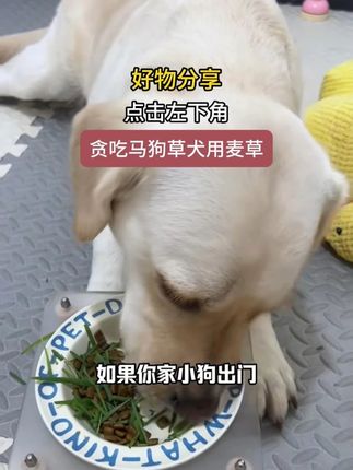 我家狗闹肚子都会自己找草吃,我就自己给它种了小狗专用麦草#萌宠好物 #狗吃草 #养狗经验分享C