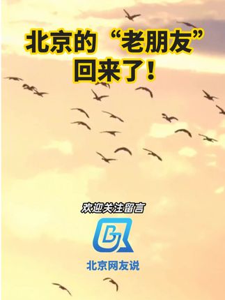 北京欢迎“老朋友”回家! #绿水青山就是金山银山 #山水印象不止青绿 #崖沙燕 #北京范儿