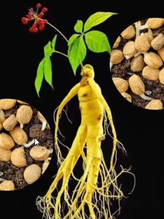 人参种子,家里阳台花盆就能种,营养丰富,易种植,好管理#人参 #家庭种植 #人参种子 #盆栽绿植