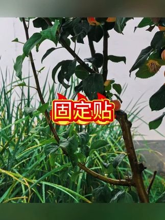 沙发垫固定贴无痕圆形背胶魔术贴地毯坐垫防滑带背胶贴#固定器 #床单固定器 #魔术贴 #家居好物 #固定贴