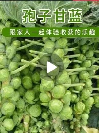 #孢子甘蓝 长在树上的包菜,一年四季都结果。 孢子甘蓝孢子甘蓝菜种子苗蔬菜种籽四季小包菜卷心蔬菜#孢子甘蓝种子 #蔬菜种子 #阳台小院均可种植