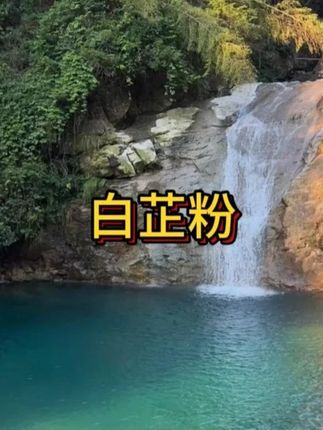 白芷粉去腥增香香料调味料七子白原料白芷炖肉炖猪蹄羊肉100g/1罐#白芷粉 #调味料 #香料