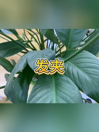 鸭嘴夹 #发型神器 #鲨鱼夹 #发饰 #饰品 #鸭嘴夹