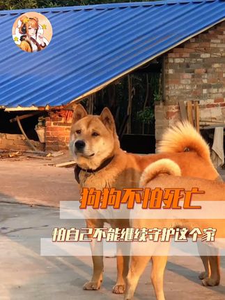 小狗不害怕死亡,它害怕之后不能守护这个家 #狗狗 #接班狗 #中华田园犬 #内容启发搜索